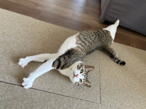 猫ペットシッター