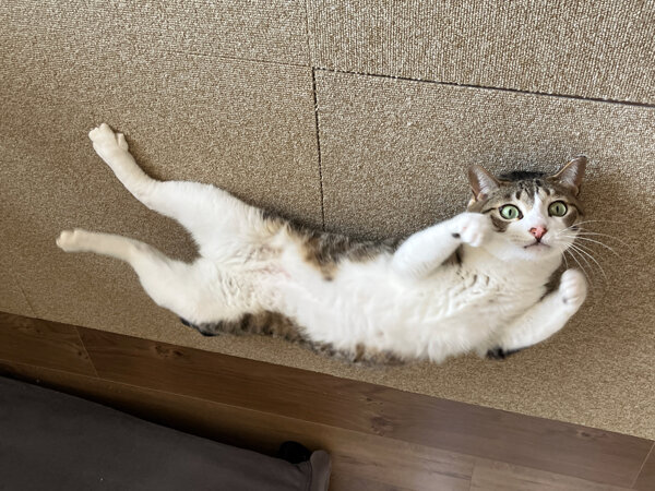 猫ペットシッター