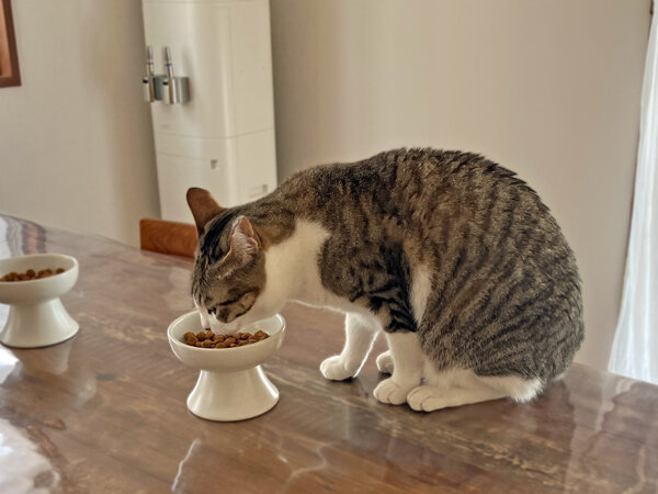 猫ペットシッター