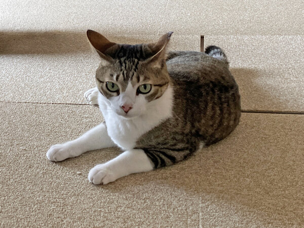 猫ペットシッター