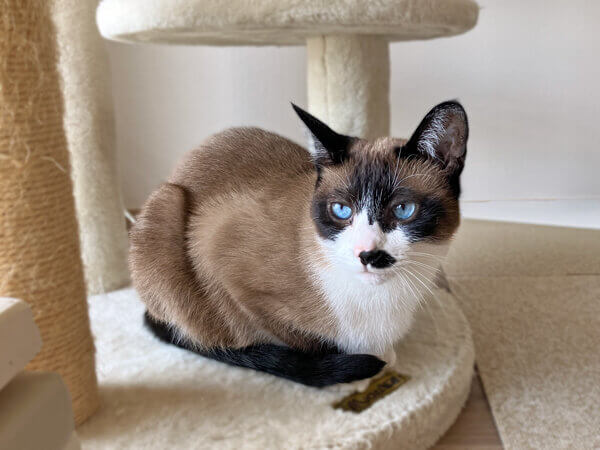 猫ペットシッター
