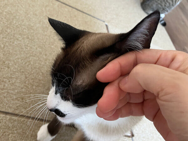 猫ペットシッター
