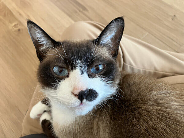 猫ペットシッター