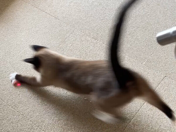 猫ペットシッター