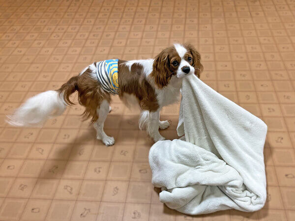 小型犬キャバリアペットホテル