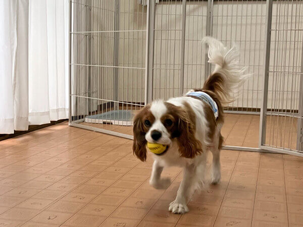 小型犬キャバリアペットホテル