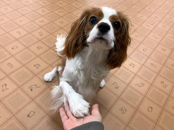 小型犬キャバリアペットホテル