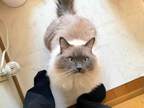 猫ラグドールペットシッター
