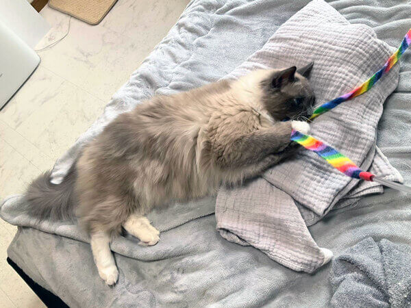 猫ラグドールペットシッター