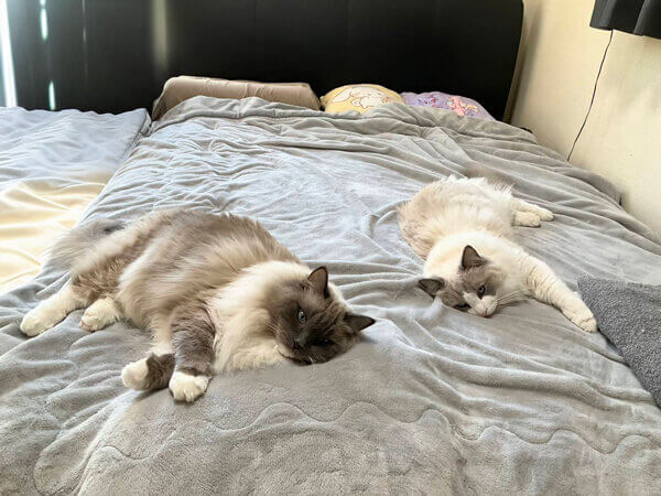猫ラグドールペットシッター