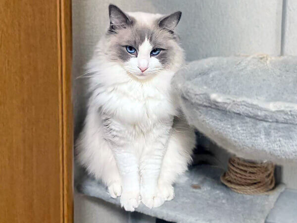 猫、ラグドールペットシッター