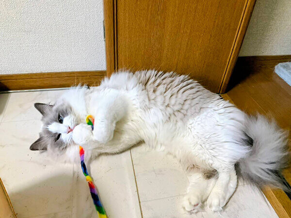 猫、ラグドールペットシッター