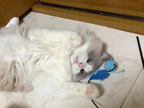 猫、ラグドールペットシッター