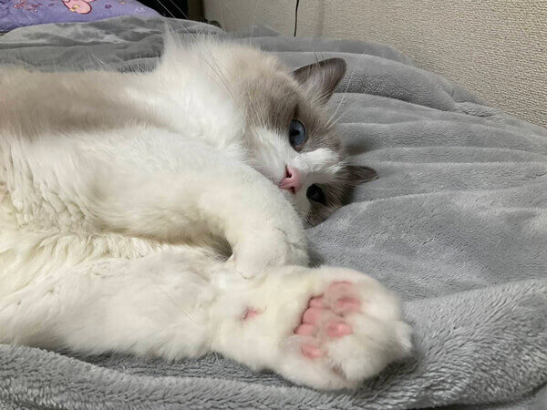猫、ラグドールペットシッター