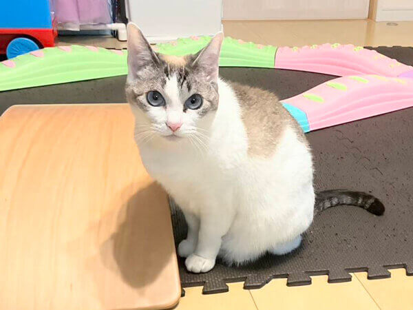 猫ペットシッター