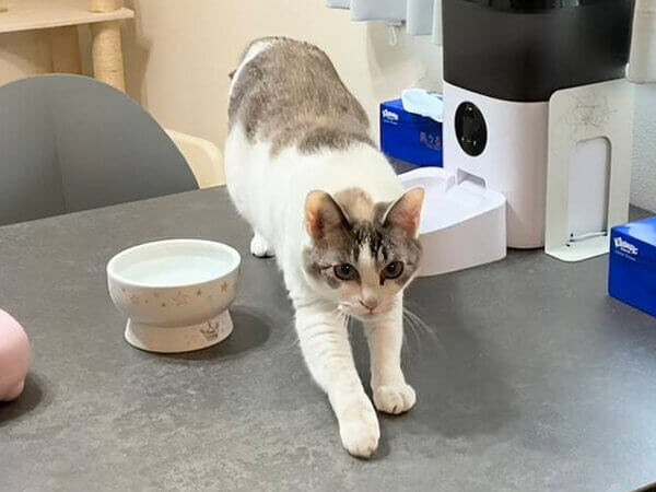 猫ペットシッター