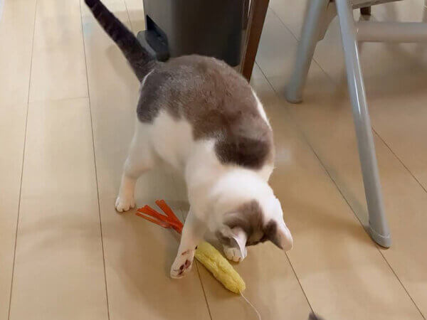 猫ペットシッター