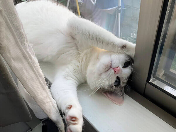 猫ペットシッター