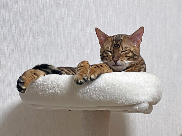 ベンガル猫ペットホテル