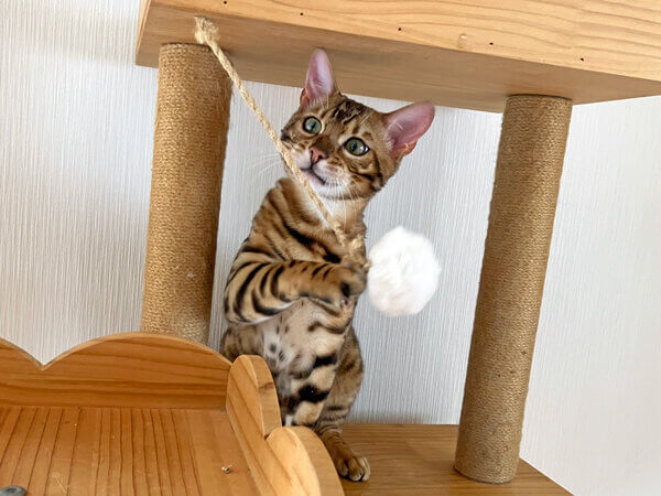 ベンガル猫ペットホテル
