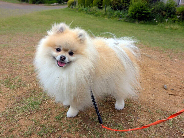 小型犬ポメラニアンペットシッター