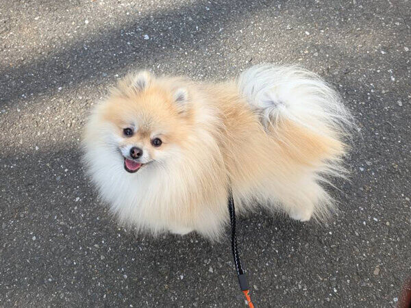 小型犬ポメラニアンペットシッター