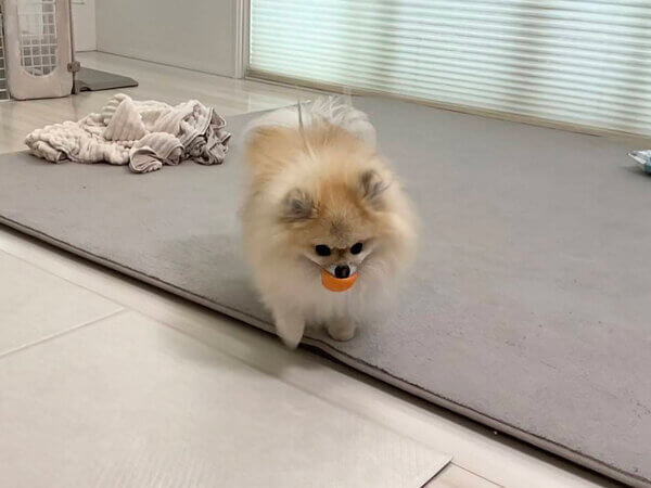 小型犬ポメラニアンペットシッター