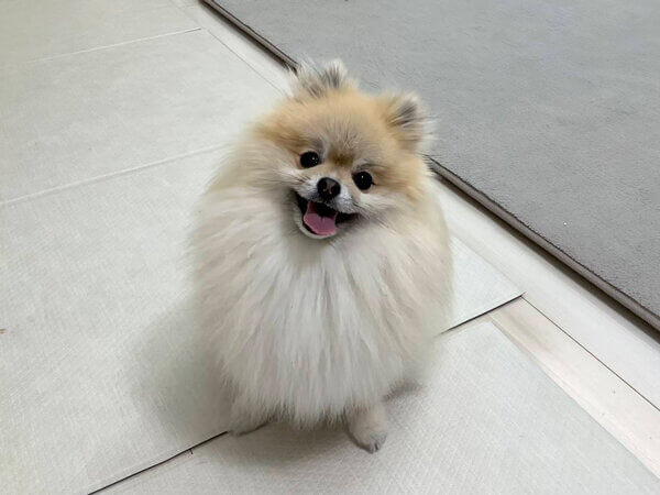 小型犬ポメラニアンペットシッター