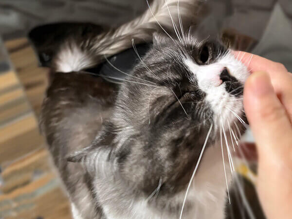 マンチカン猫ペットシッター