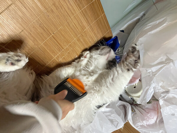 マンチカン猫ペットシッター