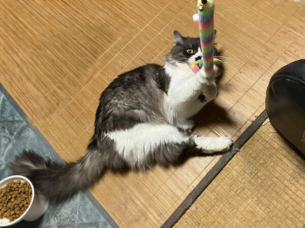 マンチカン猫ペットシッター