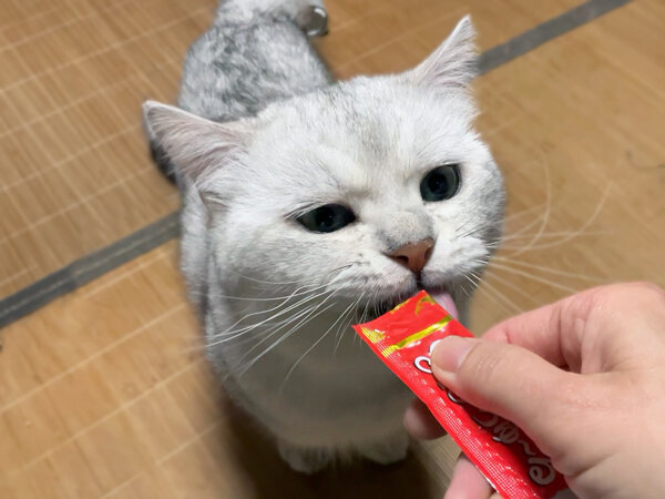 猫ペットシッター