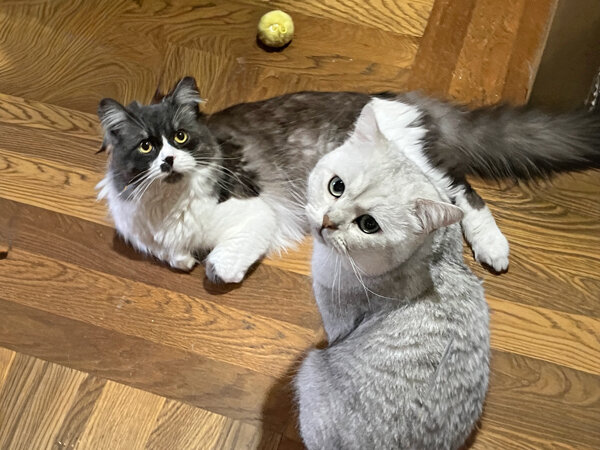 猫ペットシッター