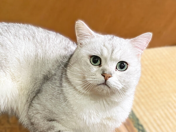 猫ペットシッター