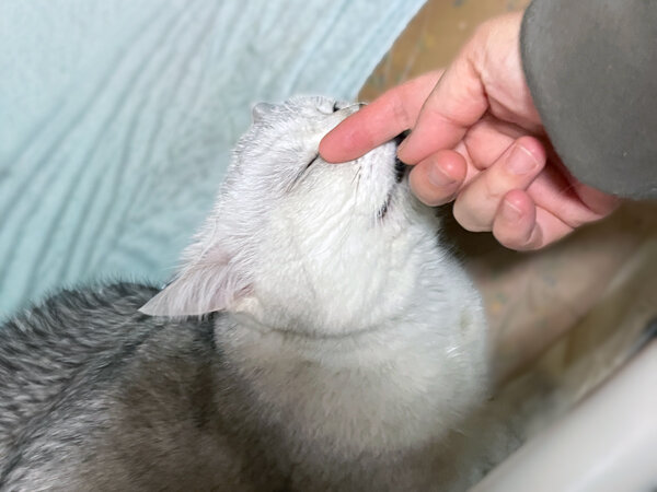 猫ペットシッター