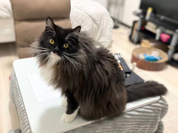 猫、サイベリアンペットシッター