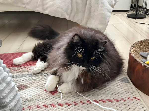 猫、サイベリアンペットシッター