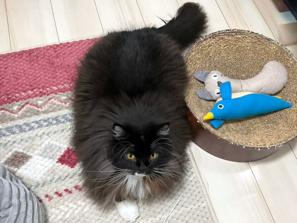 猫、サイベリアンペットシッター