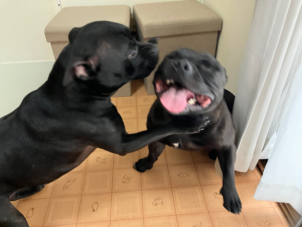 中型犬スタッフィ、ペットホテル