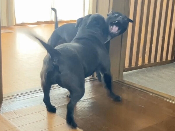 中型犬スタッフィ、ペットホテル