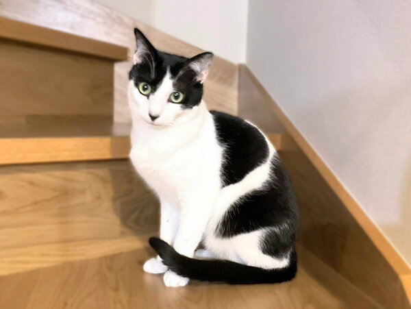 猫ペットシッター