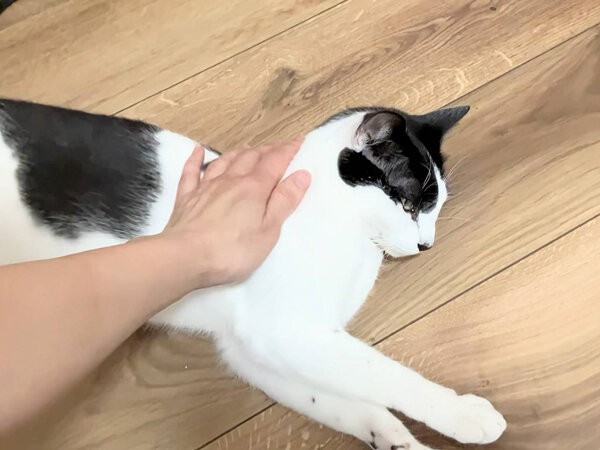 猫ペットシッター