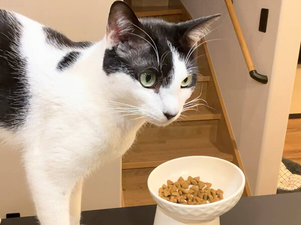 猫ペットシッター