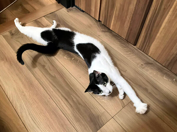 猫ペットシッター