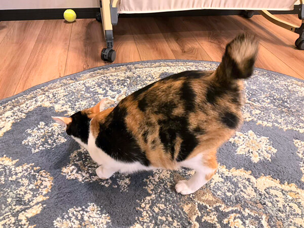 猫ペットシッター