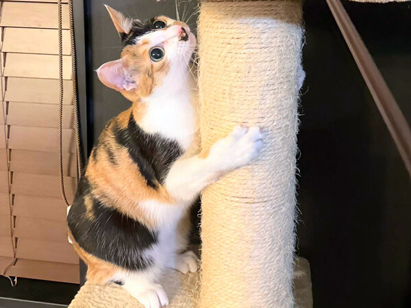 猫ペットシッター