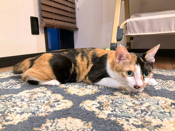 猫ペットシッター