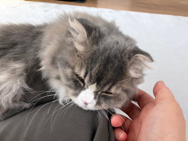 スコティッシュフォールド猫ペットシッター