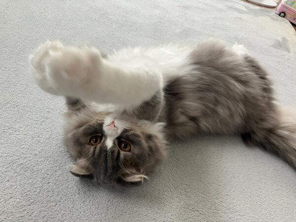 スコティッシュフォールド猫ペットシッター
