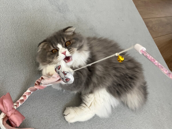 スコティッシュフォールド猫ペットシッター